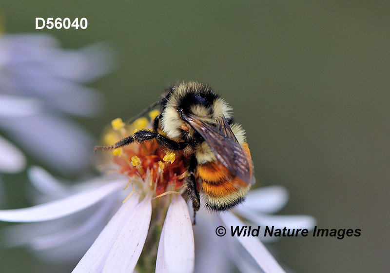 Tricolored Bumble Bee (Bombus ternaries)